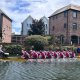 Photo of a Dragon Boat racing on the Chichester Canal