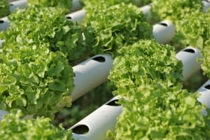plastic extrusion hydroponics vegetable